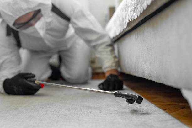 Professional Bed Bug Control technician working in White City, UT
